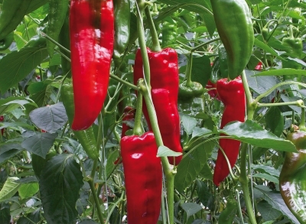 Pepper Ramiro each (Approx. 120g)