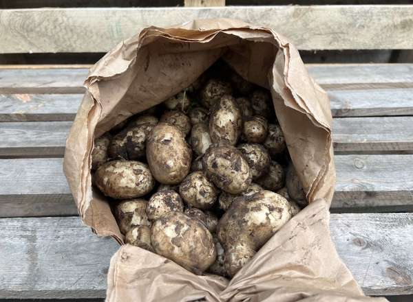 Organic New Potatoes (500g)
