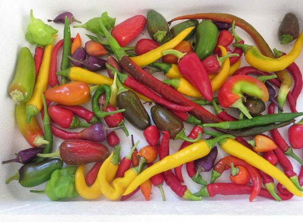 Chillies (bag of 5) - mild to medium