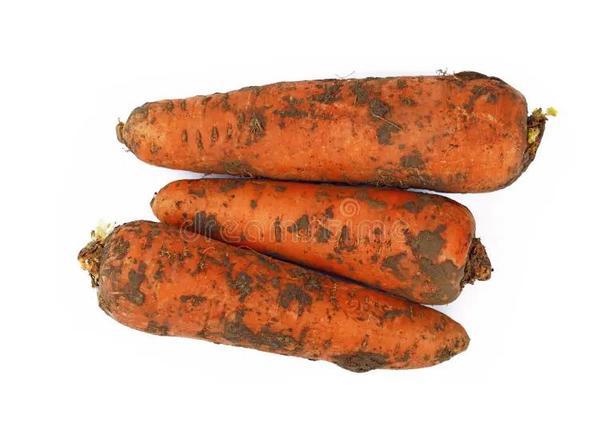 Carrots, dirty 🇬🇧