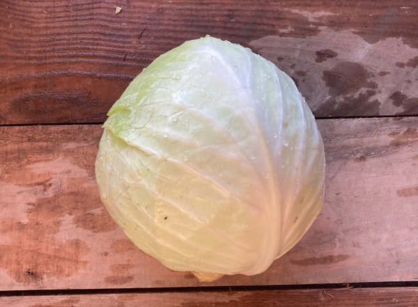 White Cabbage
