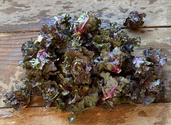 Kalettes - Flower sprouts