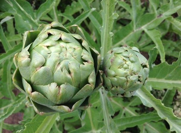 Globe Artichokes