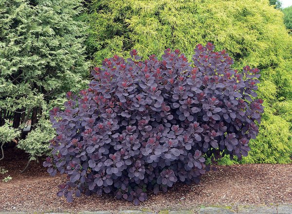 Smokebush Royal Purple - 2 gallon