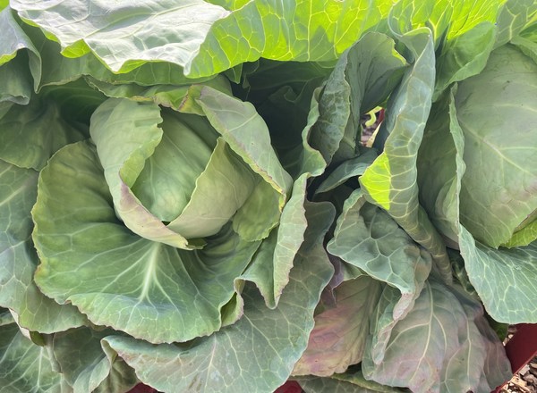 Cabbage