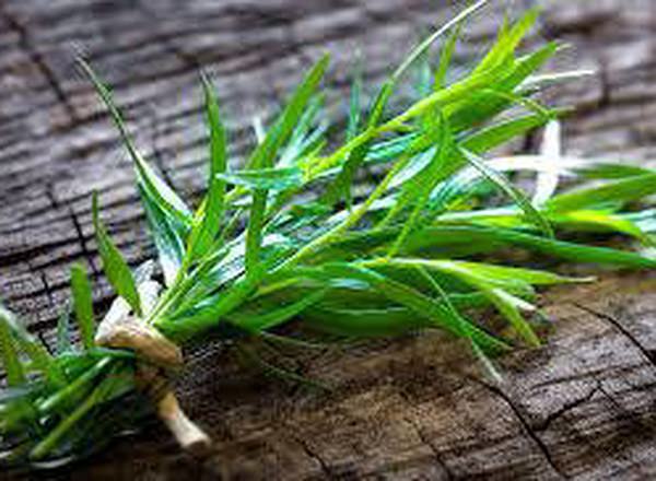 Tarragon