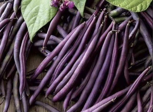 French Dwarf Beans