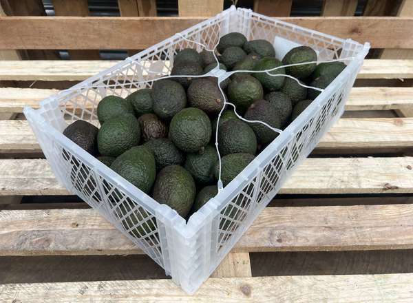 Avocados - Organic Hass