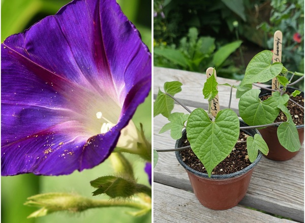 ( Potted x1) Morning glory - Purpurea (Own Grown)