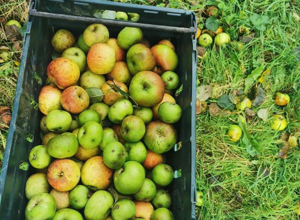 Apples - Cooking 1kg