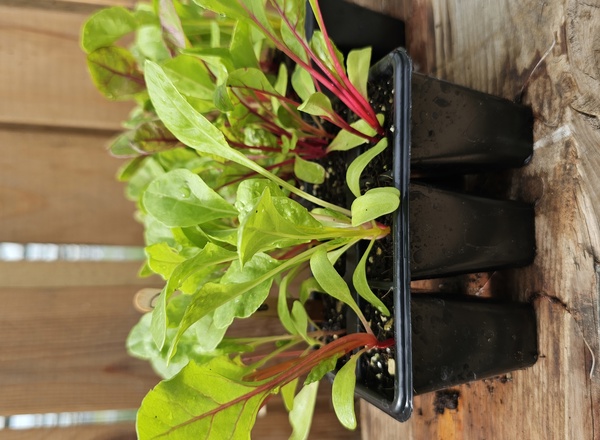 ( Plugs x6) Chard - Fireworks (Own Grown)