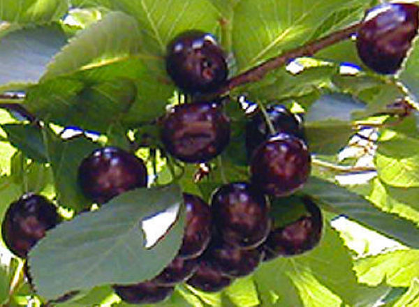 Jubileum Sour Cherry Tree