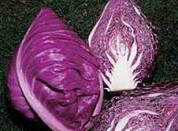 Cabbage - Red (UK)