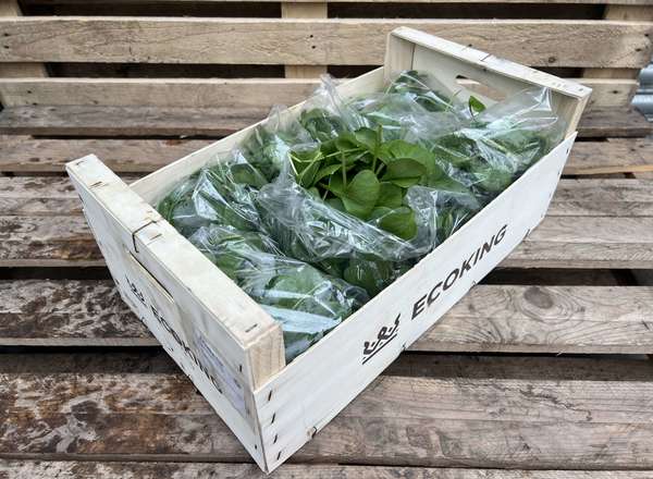 Salad - British Winter Purslane - Bag