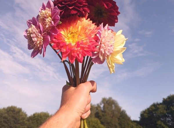 Dahlia Bunch