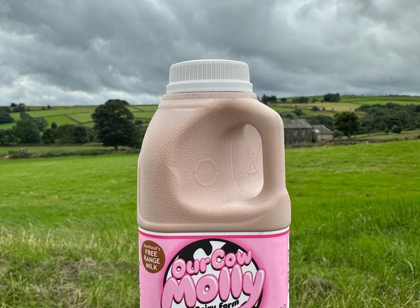 Our Cow Molly Chocolate Milk, 500ml