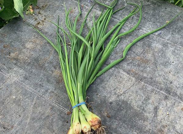 Onions - Green Bunched (Own Grown)