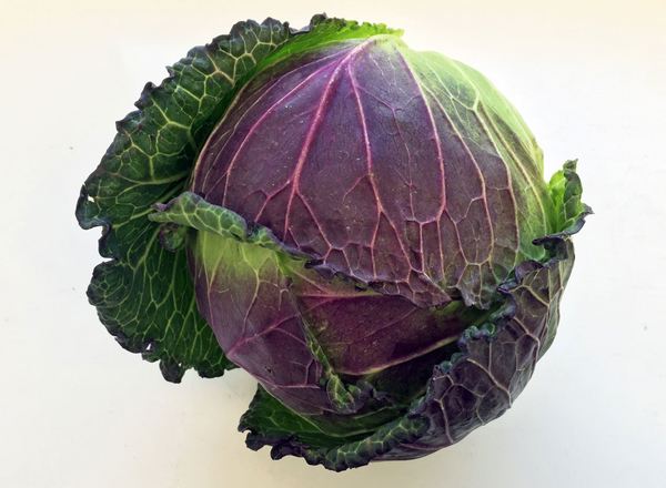 Cabbage: January King