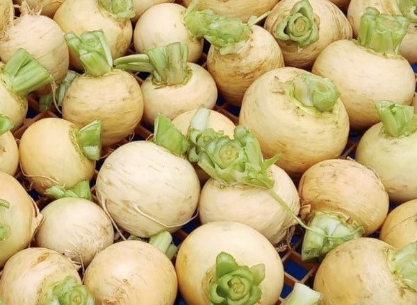 Turnip