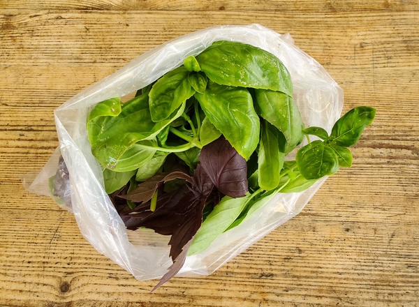 Basil