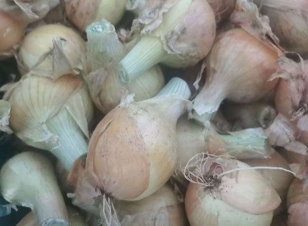 Green Onions 500g