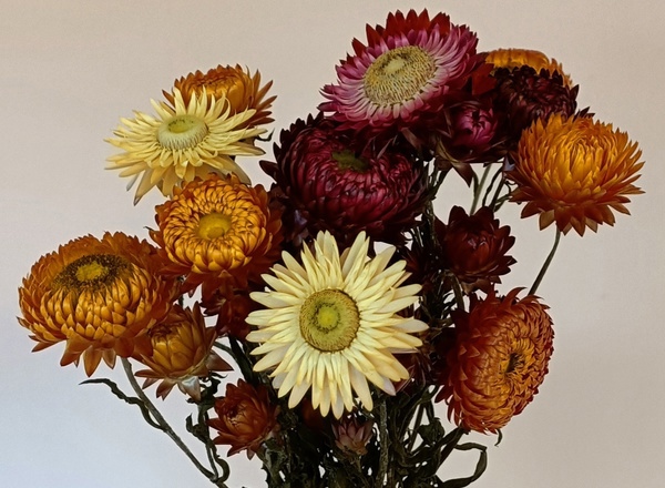 Dried Flower Bunch