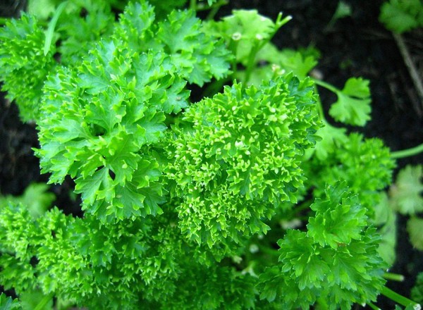 Parsley add on