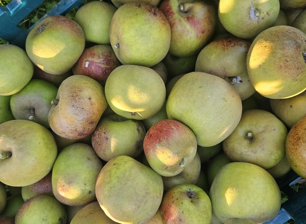 Apples Eating (Russet)