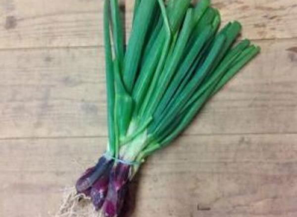 Spring Onions- Red