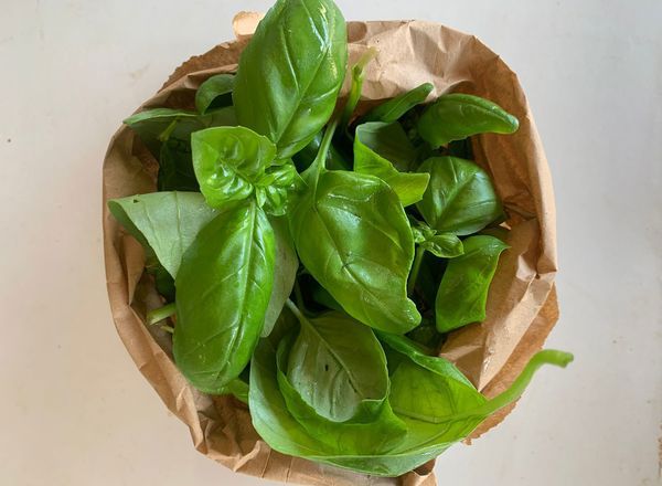 Basil