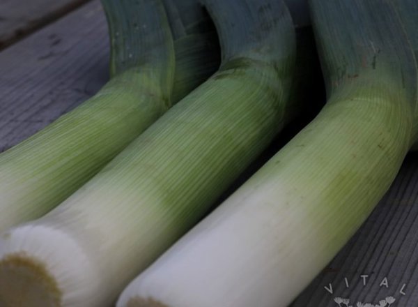 Leek (Pandora)