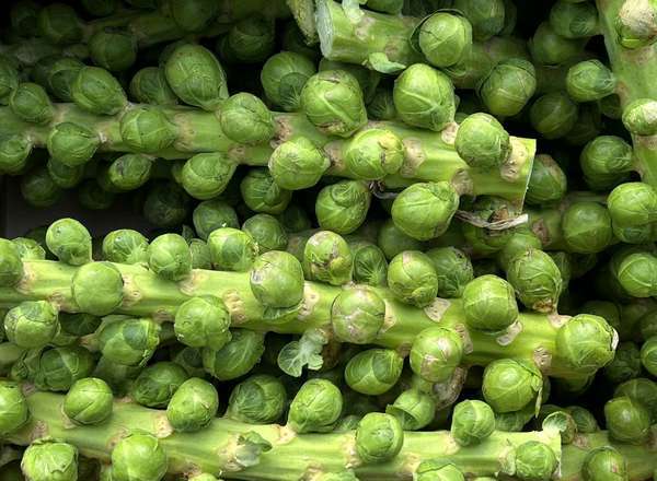 Brussel Sprout Stalks (Yorkshire, UK)