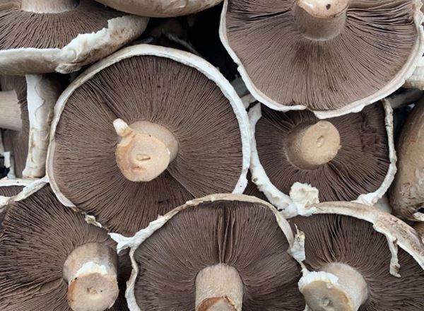 Mushroom - Portobello  (UK)