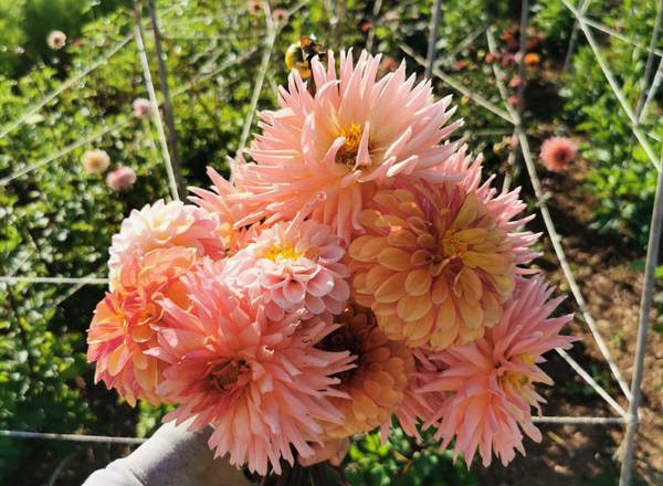 Dahlia Bunch