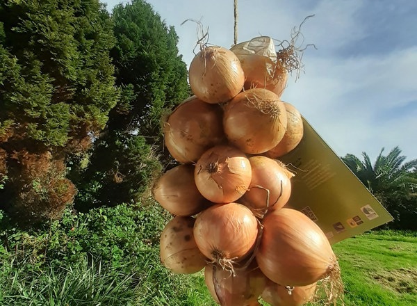 Roscoff onions