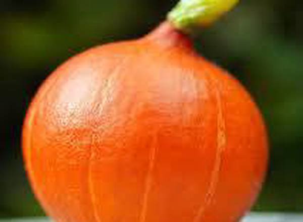 Squash, Orange Kuri - 1kg approx
