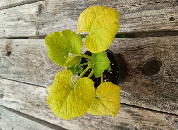(Potted x1) Uchiki Kuri Squash - Small