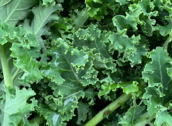 Kale - Red Curly 200g