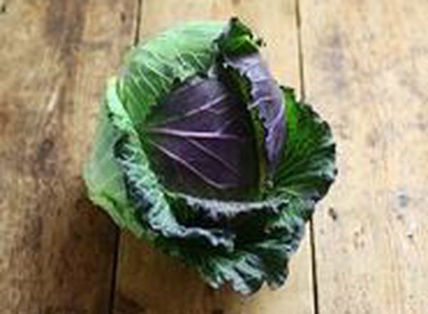 Cabbage - British Organic January King