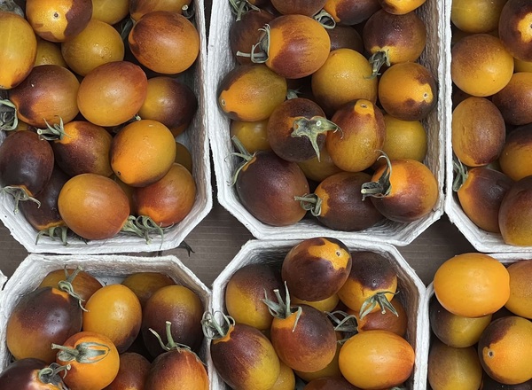 Tomatoes - Cherry - Dragon Egg (Cambridgeshire, UK)