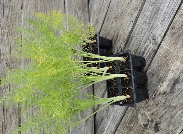 ( Plugs x6) Fennel - Florence (Own Grown)