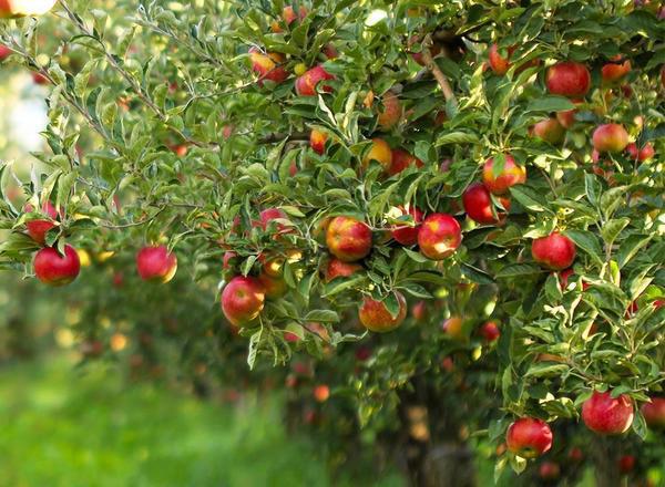 Gala Apple Tree