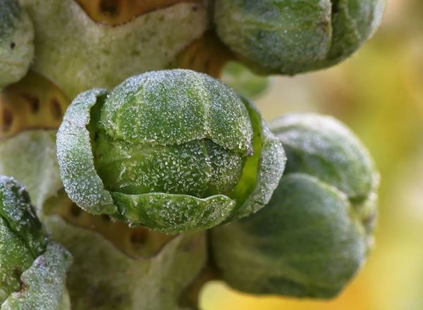 Brussels sprouts on the stalk