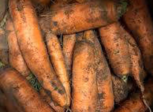 Carrots Dirty British Organic