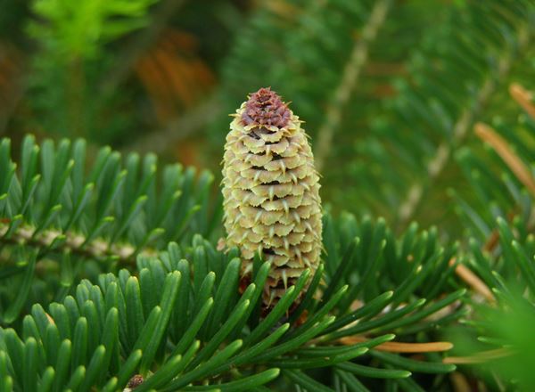 Christmas Tree Fraser Fir 6-7ft - Organic