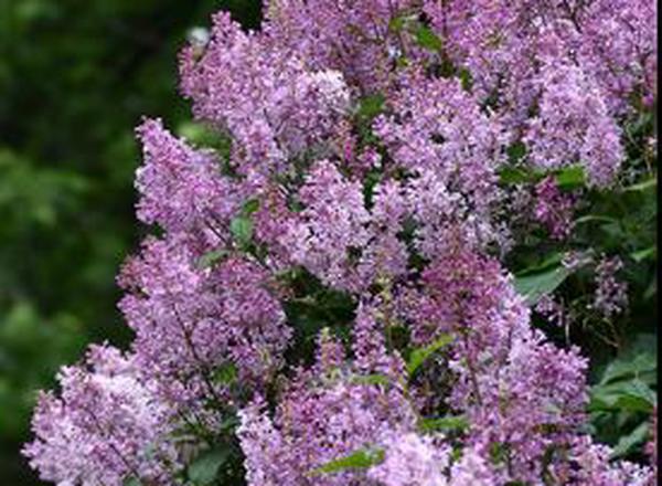 Preston Hybrid Lilac