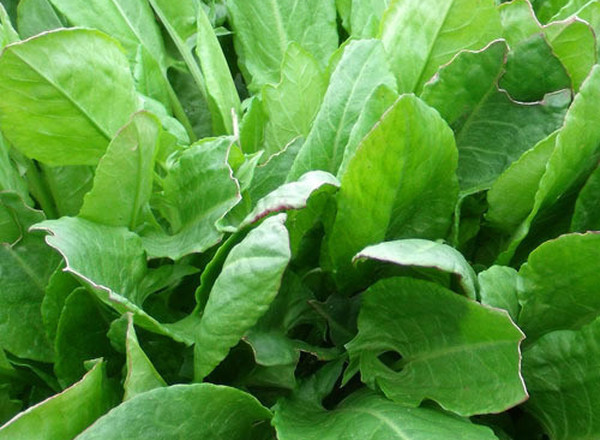 Herb - Sorrel Leaves LC