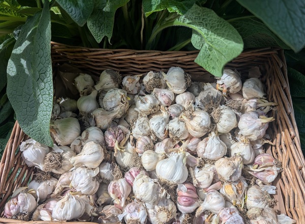 ( Planting Set) Garlic 1KG