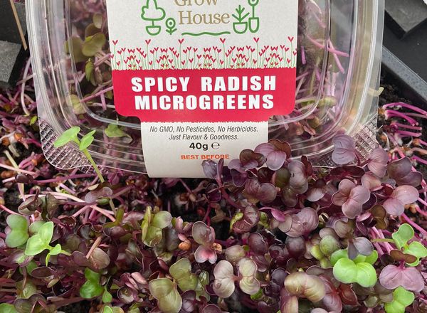 Spicy Radish Microgreens