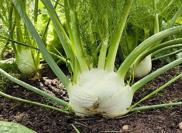 Fennel - per bulb